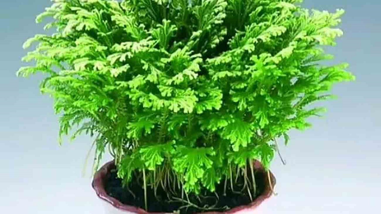 گیاه رستاخیز؛ از فواید تا ایمنی و عوارض جانبی + فیلم