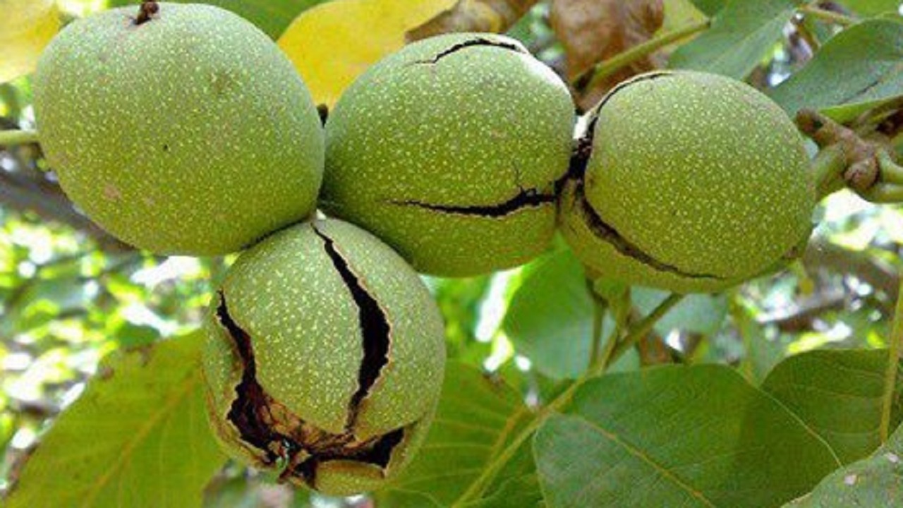 کاهش ۴۰ درصدی برداشت گردو از باغات چهارمحال و بختیاری