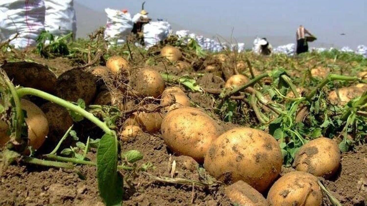 برداشت ۳۱۵۰۰ تن سیب زمینی در اصفهان / سازمان تعاون روستایی چه برنامه‌ای برای خرید دارد؟