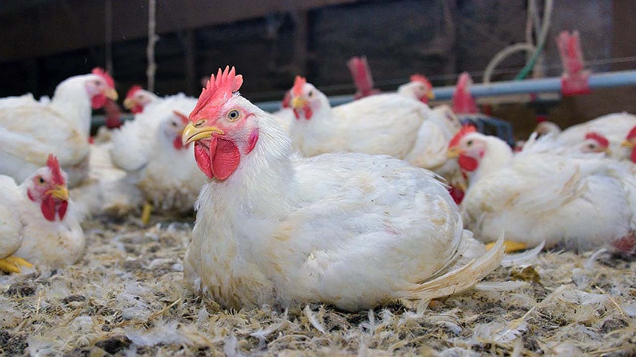 احیای دوباره هفت واحد مرغداری خراسان شمالی با مانع زدایی