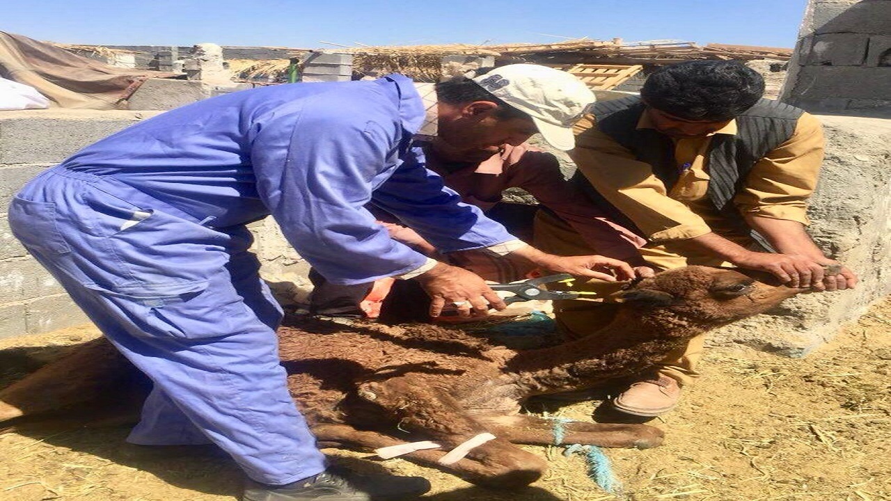 پلاک کوبی بیش از١٢٩ هزار رأس دام سبک و سنگین در سیستان وبلوچستان