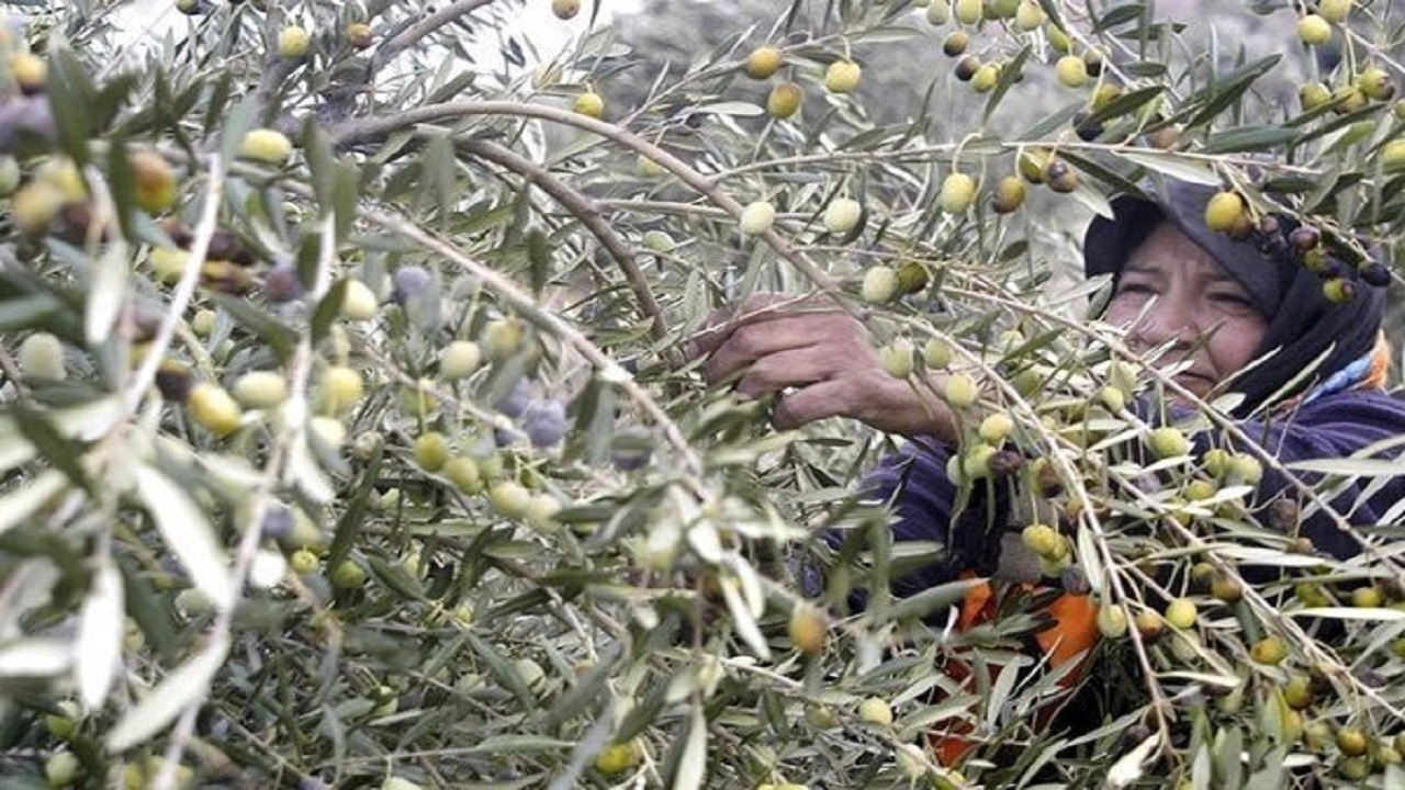 بوی روغن زیتون نهبندان به دماغ غیر خراسانی ها نخورده است