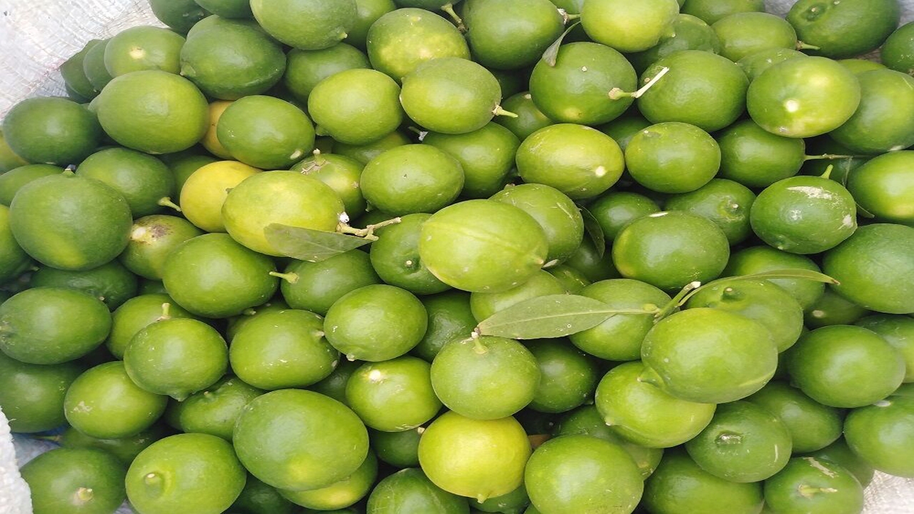 پیش‌بینی برداشت ۱۰ هزار تن لیمو ترش در خنج