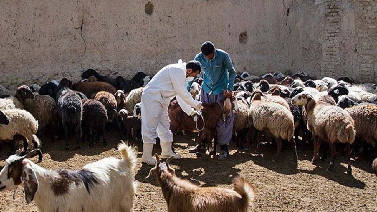 واکسیناسیون بیش از ۵۲۹ هزار نوبت سر دام از ابتدای امسال در اسدآباد