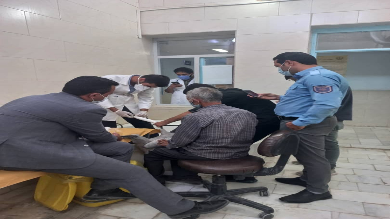 تیمار درنای خاکستری با تلاش کارکنان محیط زیست بختگان