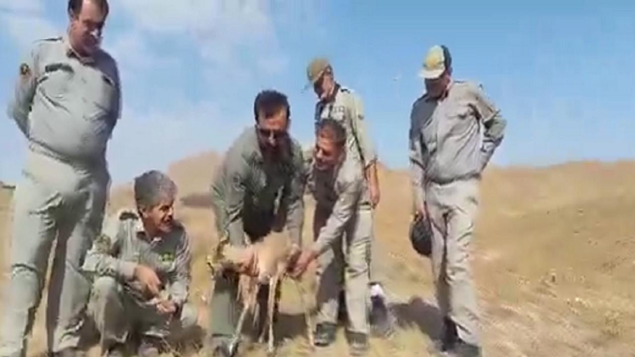 بازگشت بره آهو به دامان طبیعت
