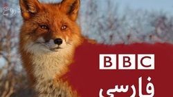 ناراحتی بی بی سی از پیروز نشدن تیم فوتبال کره جنوبی در برابر تیم فوتبال ایران + فیلم
