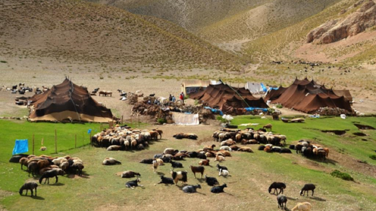 کمبود علوفه، چالش عشایر استان کرمان