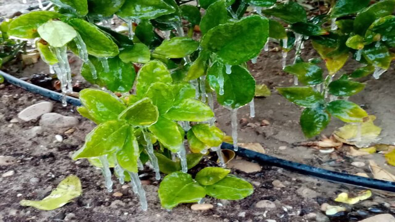 کاهش دما در راه است/ احتمال خسارت سرمازدگی محصولات زراعی و باغی