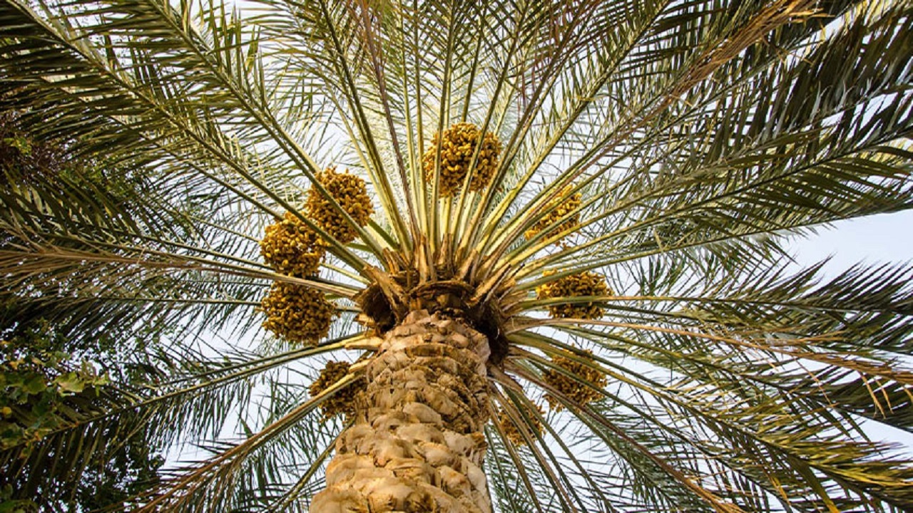 سرعت باورنکردنی جوان هرمزگانی در بالا رفتن از درخت نخل + فیلم
