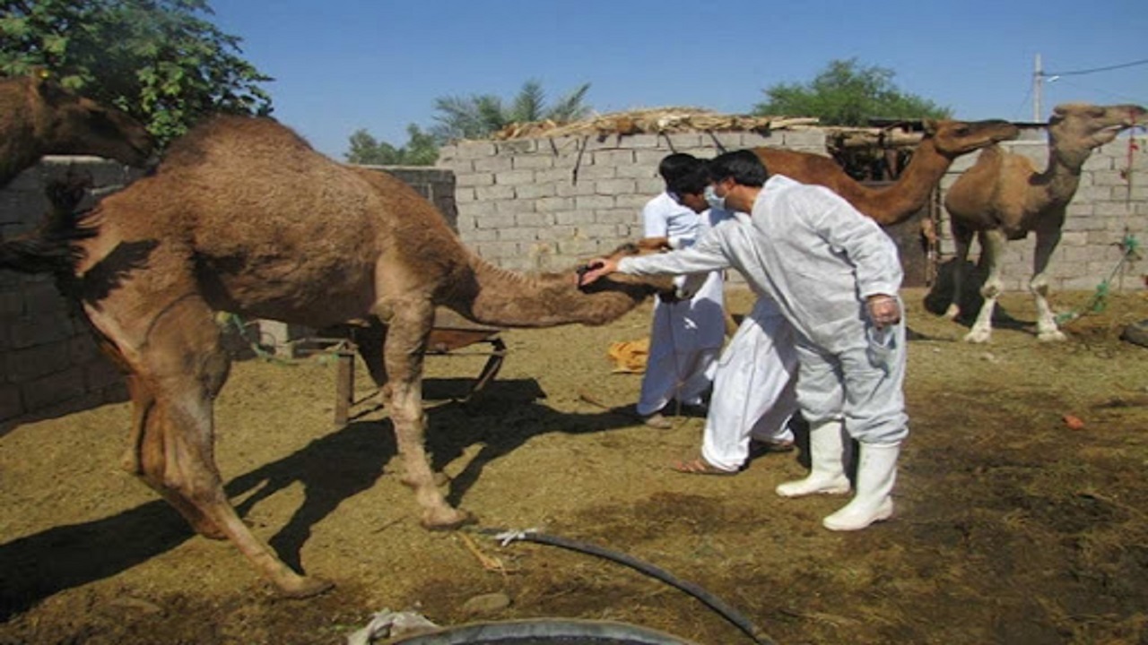 مایه کوبی ۸۰ نفر شتر در سیستان وبلوچستان