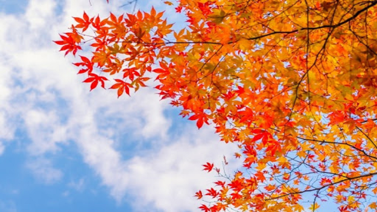 خودنمایی سرمای پاییزی در یزد