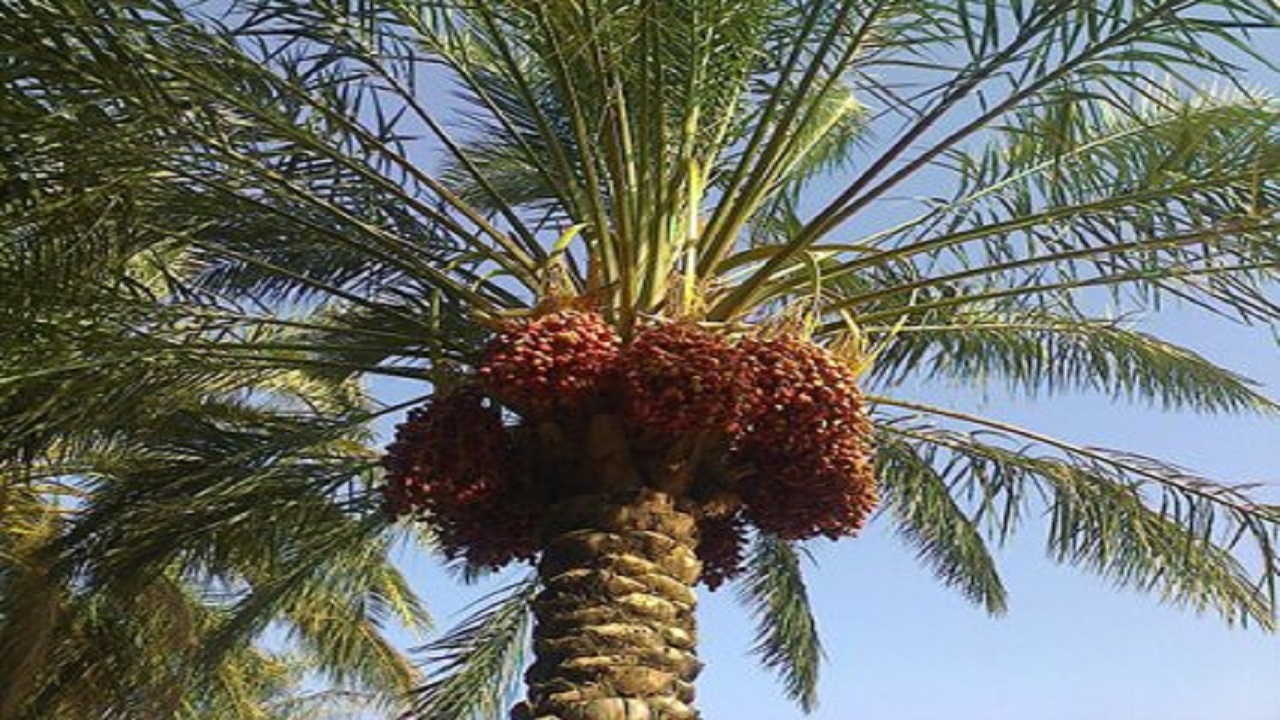 پیگیری رفع مشکلات نخلداران جنوب