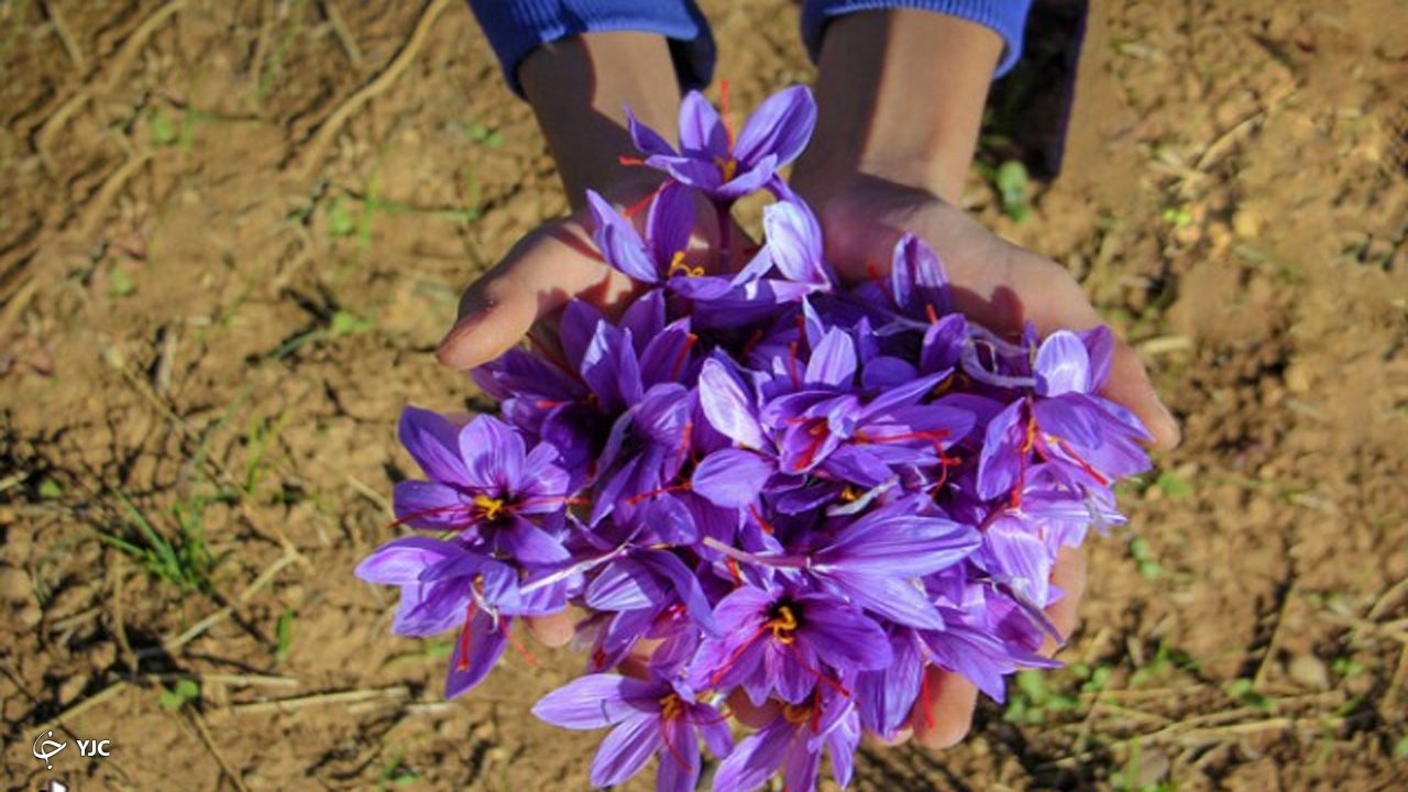 کشت زعفران در ۸ هکتار از زمین های زراعی در مهاباد