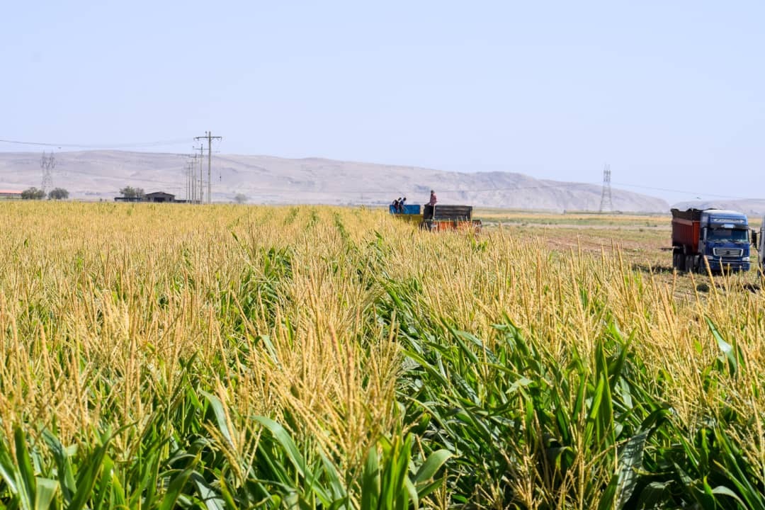 برداشت ذرت علوفه ای در مشهد