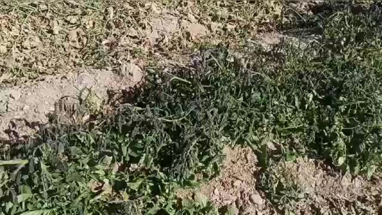 محصولات کشاورزی فارس در معرض خطر سرمازدگی