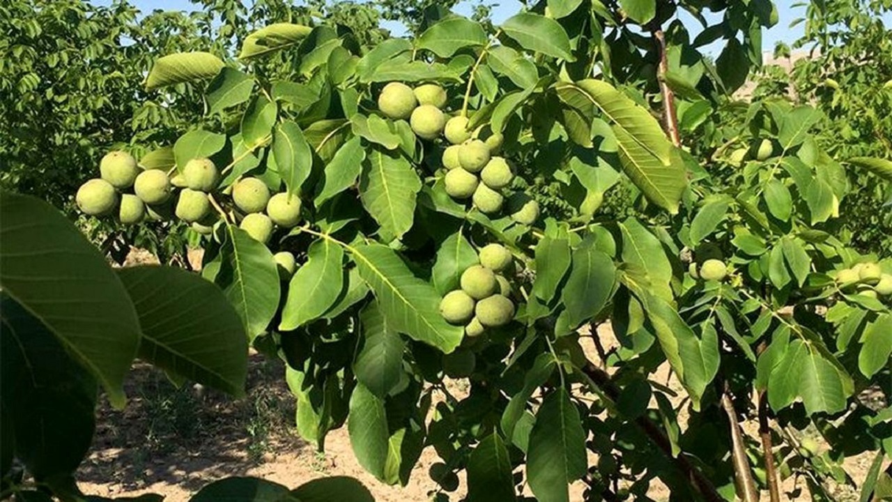 پیش بینی برداشت ۵۰۰ تن گردو در منطقه سیوان ایلام