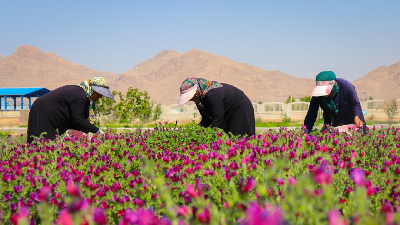 برداشت بیش از ۳۰ تن گیاهان دارویی در شهرستان نیر