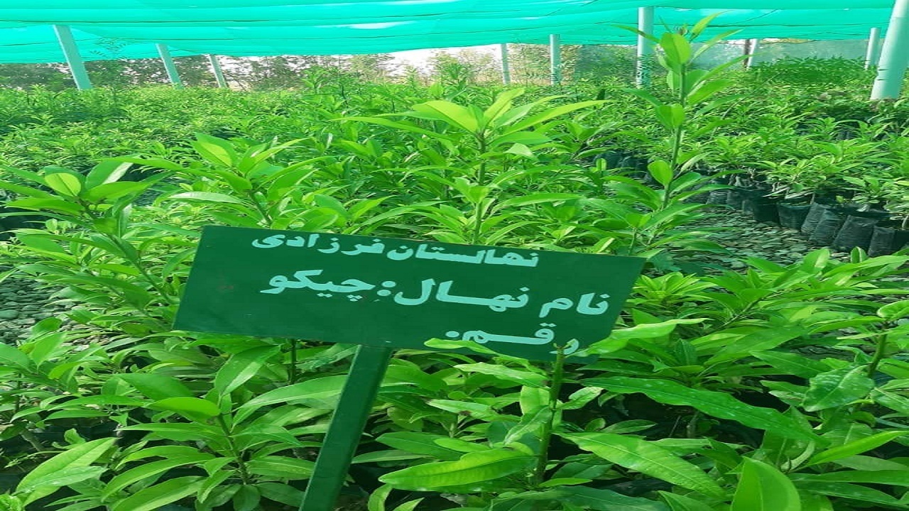 روستای تکش و تل سر شهرستان راسک خاستگاه تولید نهال میوه‌های گرمسیری در کشور