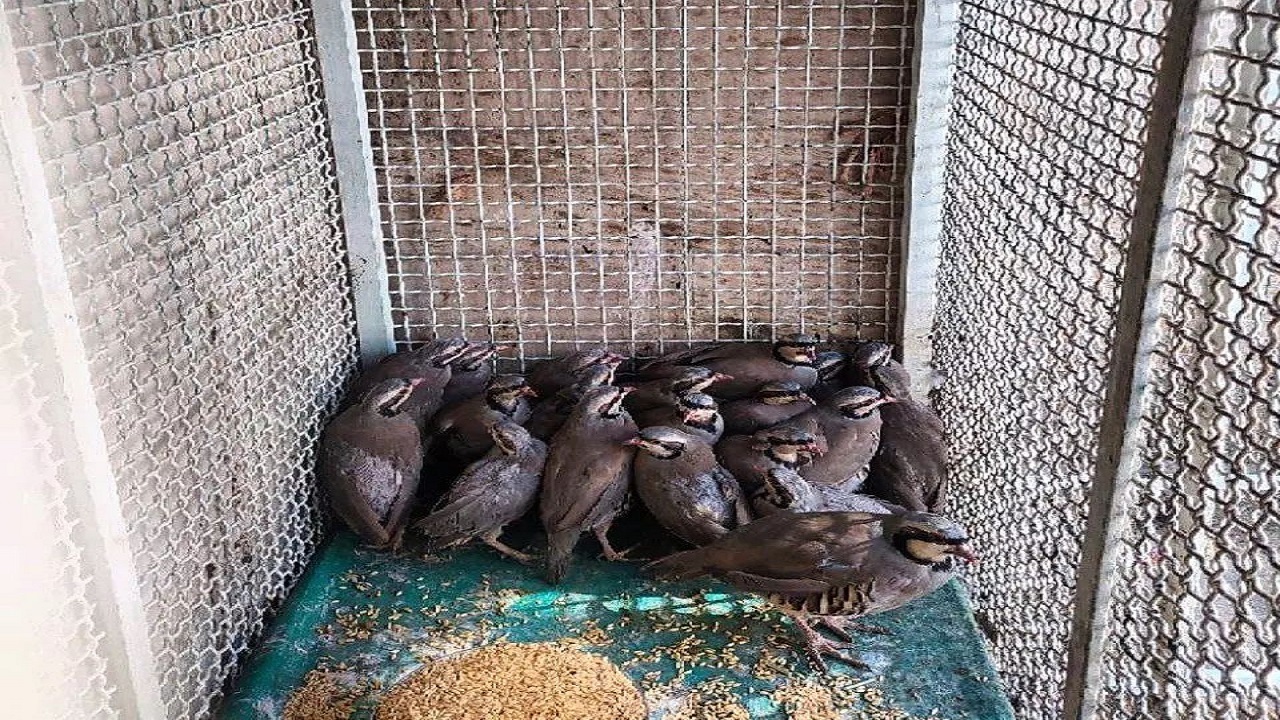 دستگیری شکارچی زنده گیرکبک در سلماس