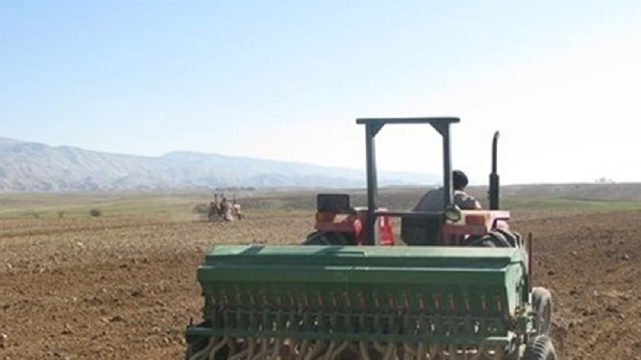 ۱۵۵ هزار هکتار از اراضی کشاورزی استان قزوین زیر کشت گندم خواهد رفت