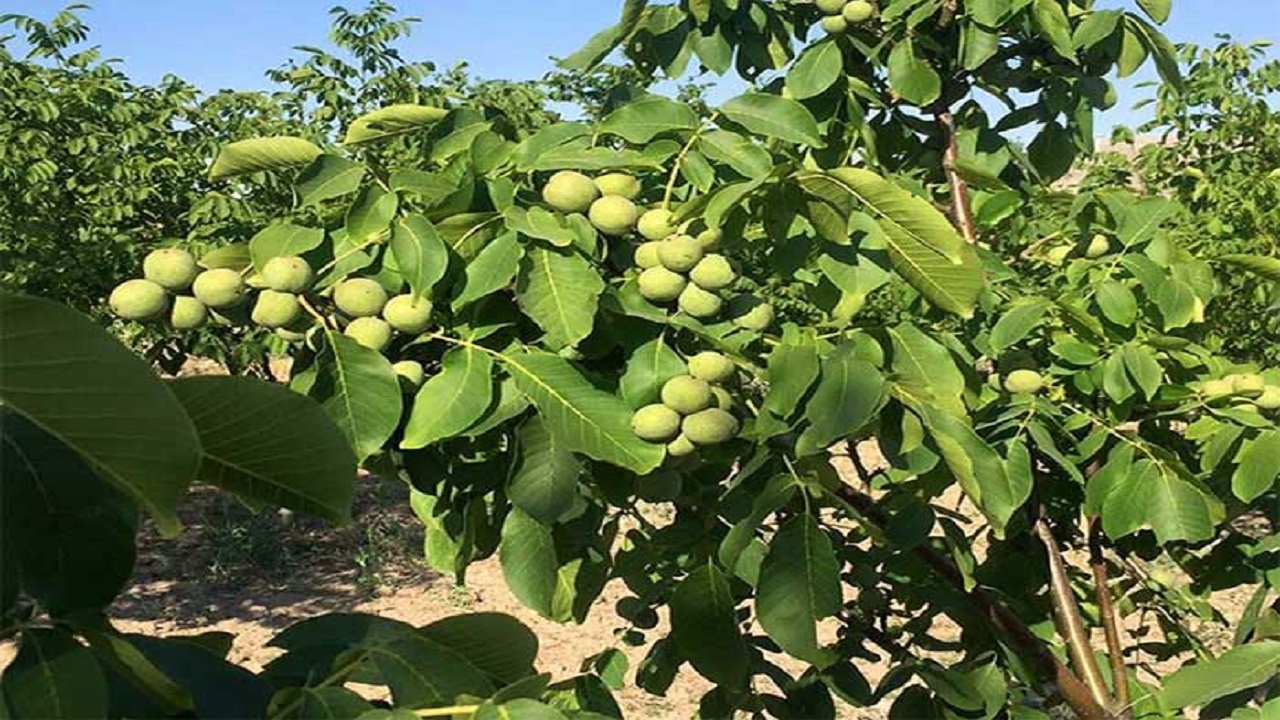 کاهش خسارت‌ها با جایگزین کردن گونه‌های مقاوم گردو در خلخال
