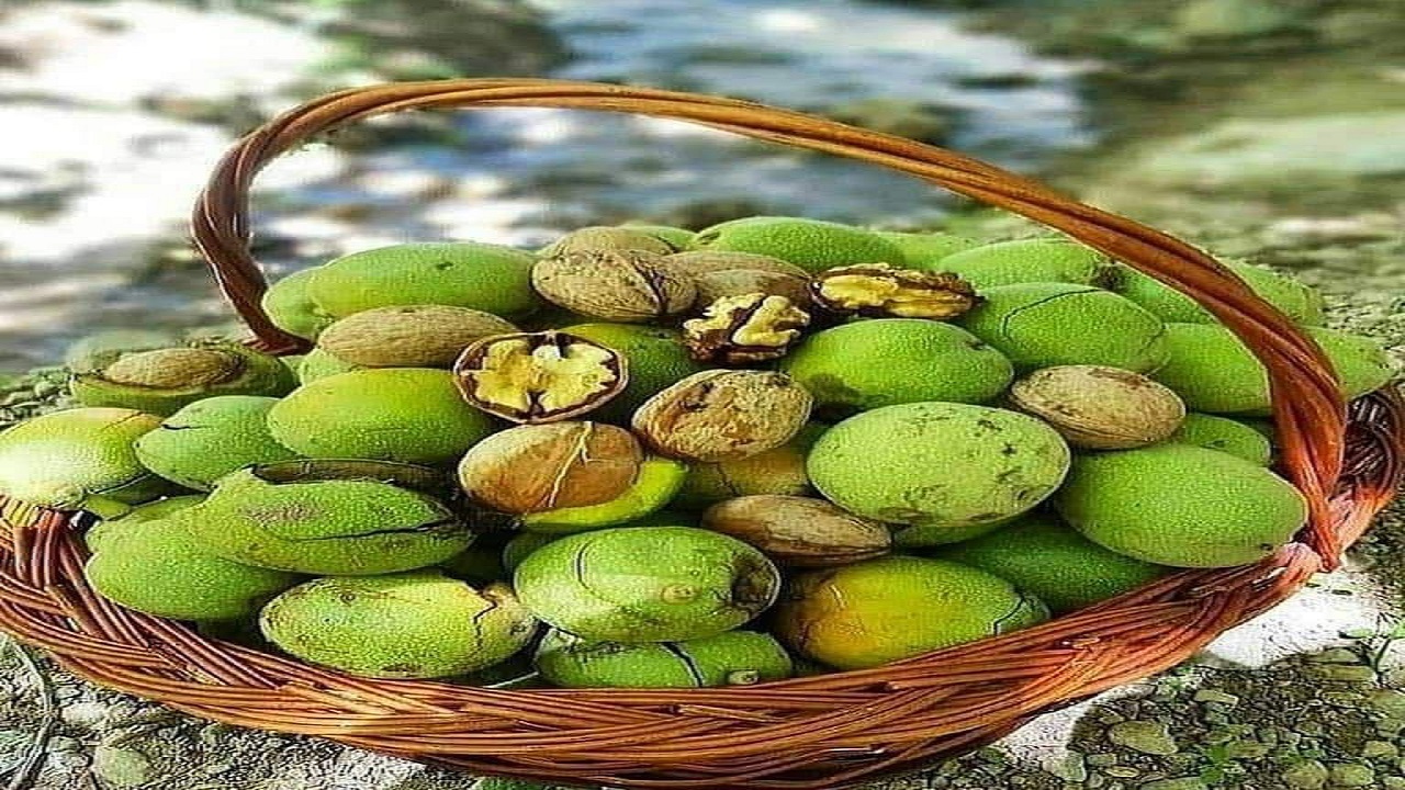 آغاز برداشت گردو در کلات+تصاویر