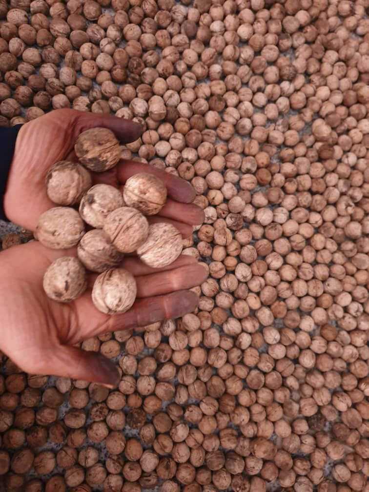 آغاز برداشت گردو در کلات+تصاویر