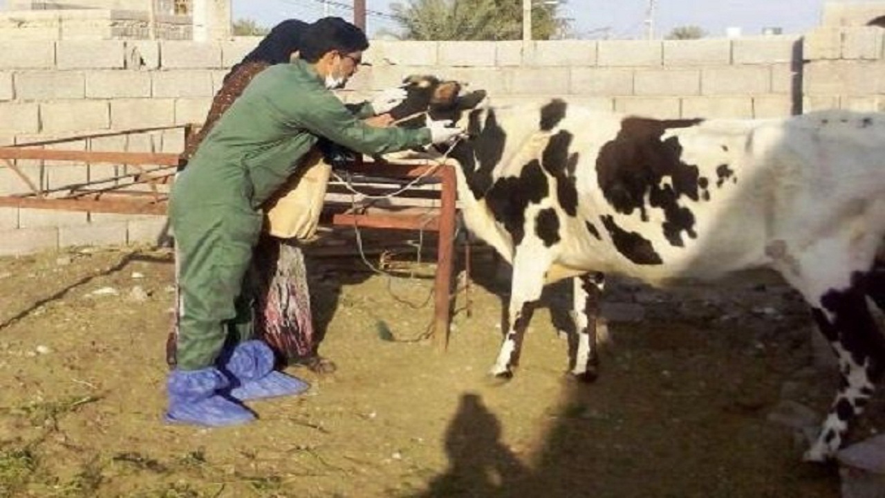 دام‌های سنگین از بیماری لمپی اسکین در امان هستند