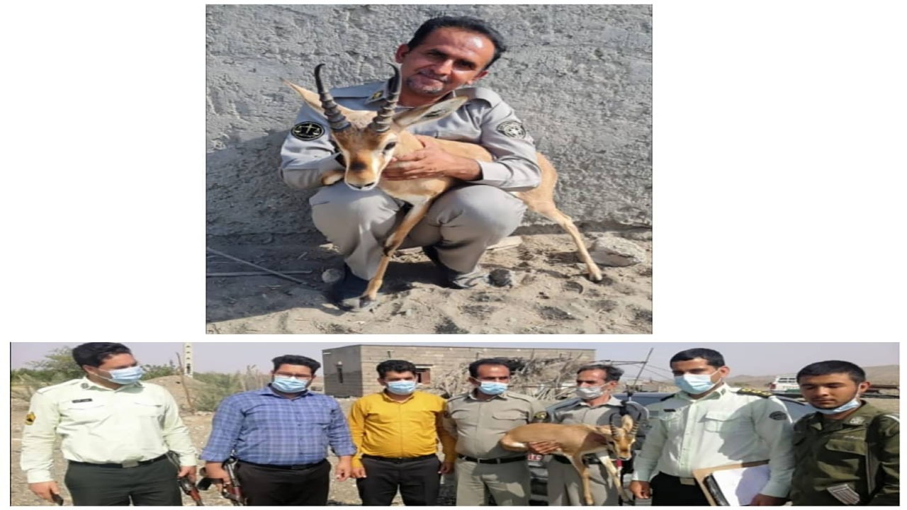 کشف یک راس جبیر زنده در فاریاب