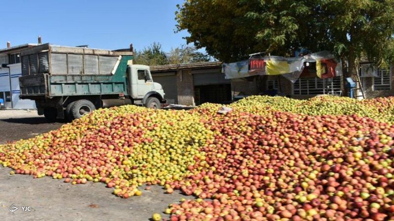 سیب صنعتی مهاباد به استان یزد ارسال می‌شود