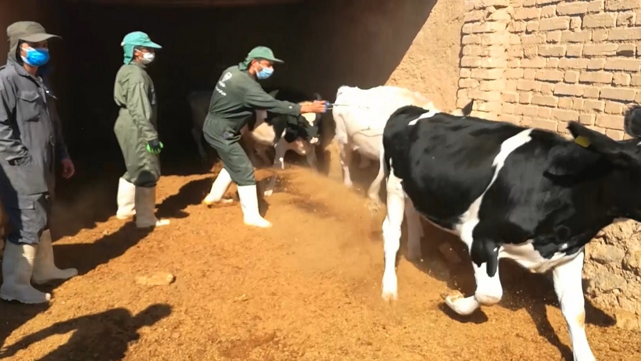 اردوی جهادی مدافعان سلامت دامپزشکی در روستای قصر چم
