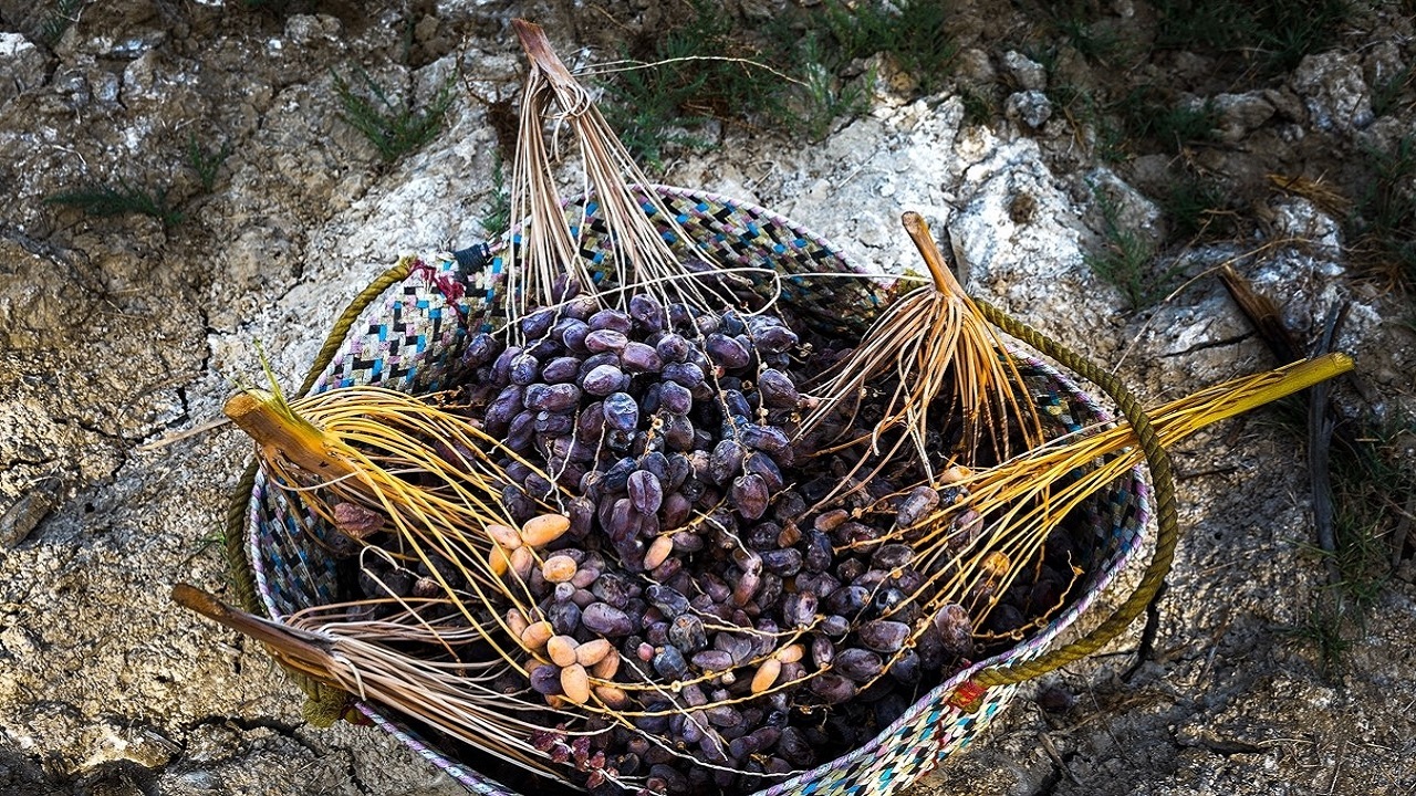 خرید بیش از هزار و ۱۰۰ تُن خرما از نخلداران خوزستان