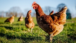 سیستمی برای کاهش خطر فرار از حریق + فیلم