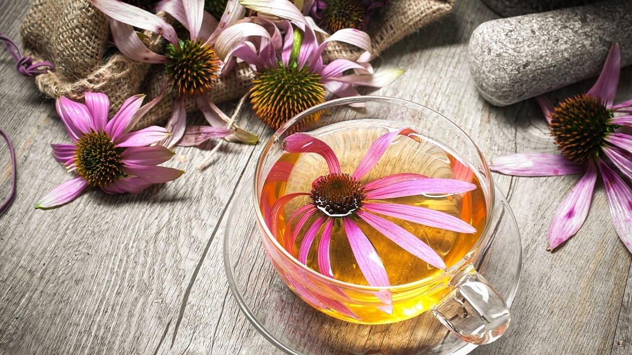 اکیناسه چیست و چه فوایدی برای انسان دارد؟