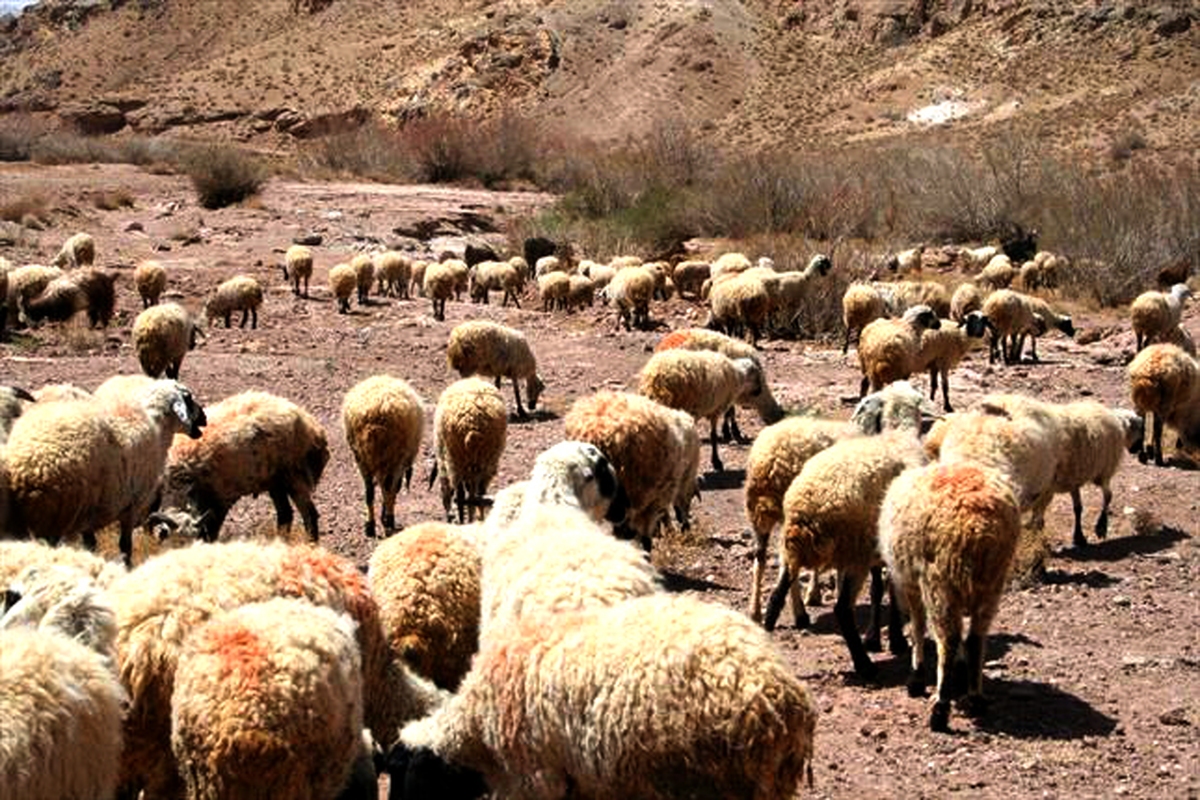 خشکسالی گریبان&zwnj;گیر عشایر خراسان رضوی