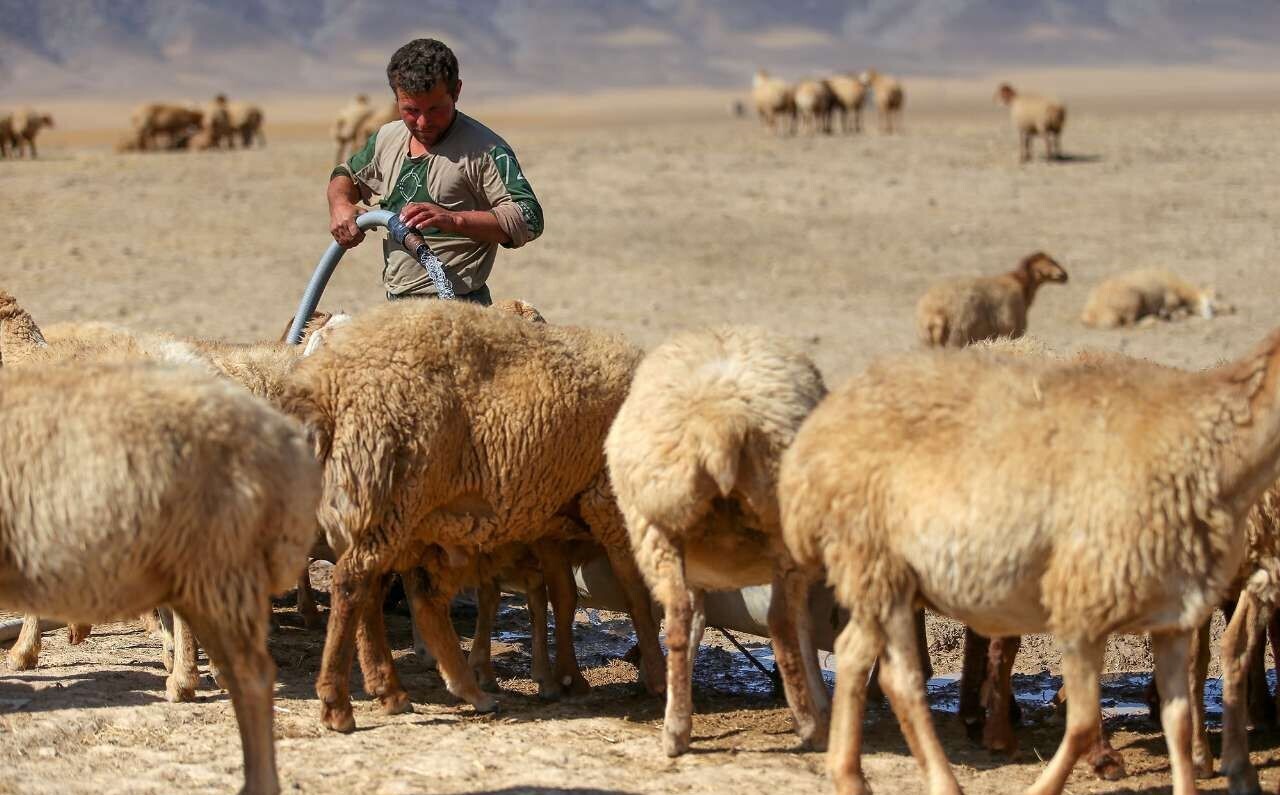 خشکسالی گریبان&zwnj;گیر عشایر خراسان رضوی