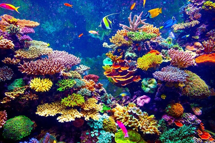 یازده گونۀ حیاتی که برای نجات سیاره به آن&zwnj;ها نیاز داریم