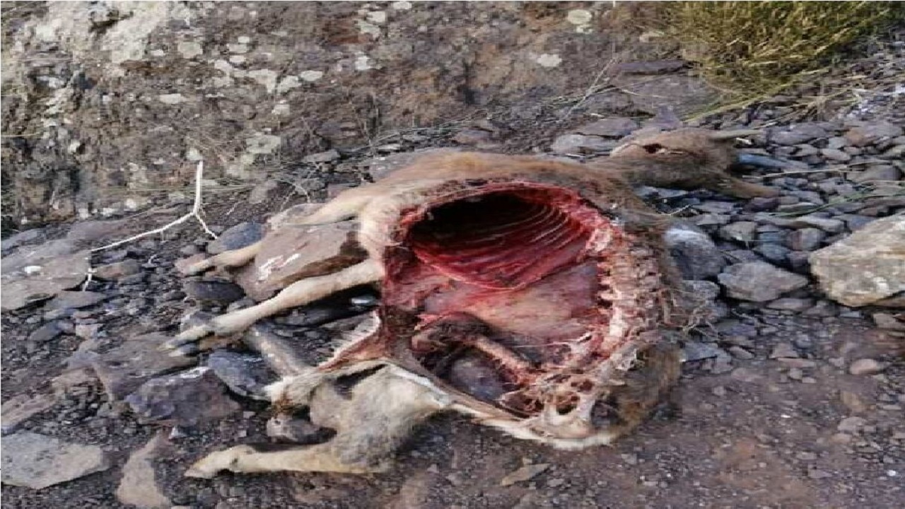 خشکسالی احتمال شیوع گسترده طاعون در اصفهان را افزایش داده است