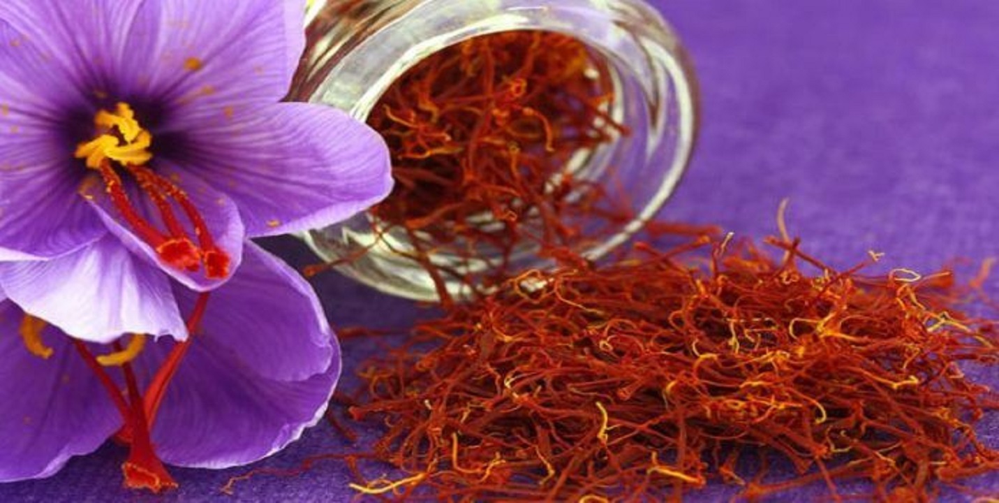 فصل برداشت زعفران و بازار بی‌ثبات طلای سرخ در خراسان‌رضوی