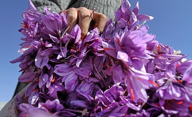فصل برداشت زعفران