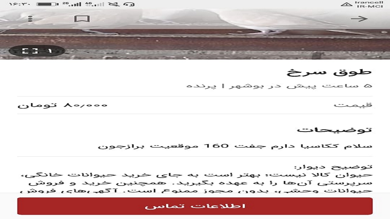 دستگیری شکارچی که در فضای مجازی پرنده می‌فروخت