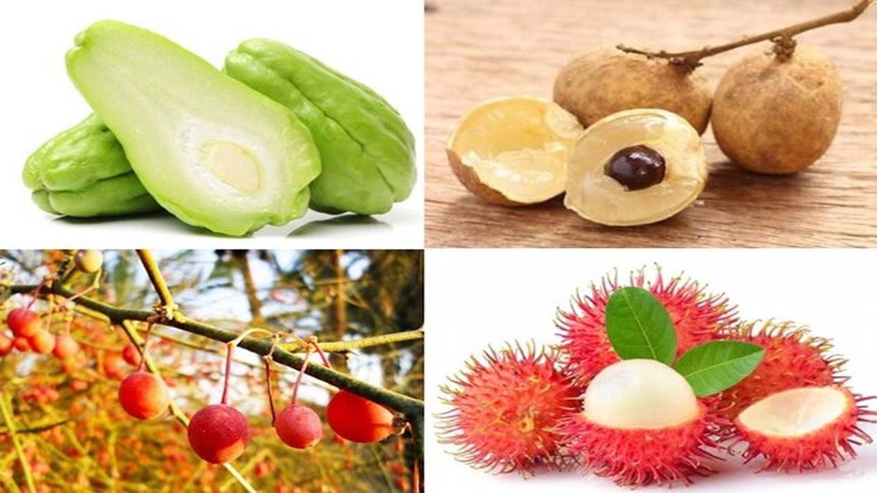 با گیاهان آینده آشنا شوید