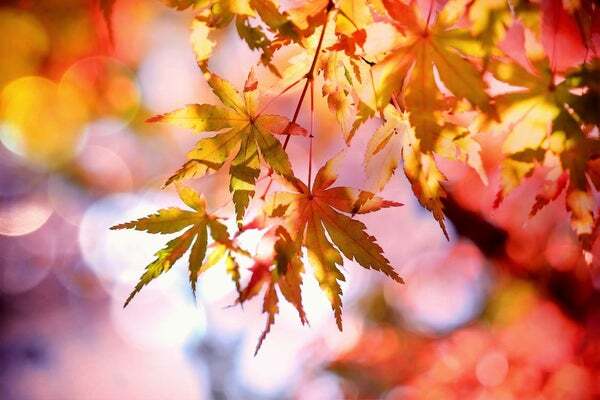 ۱۰ ایده جالب و جذاب برای عکاس در پاییز با استفاده از جذابیت&zwnj;های رنگی فصل خزان