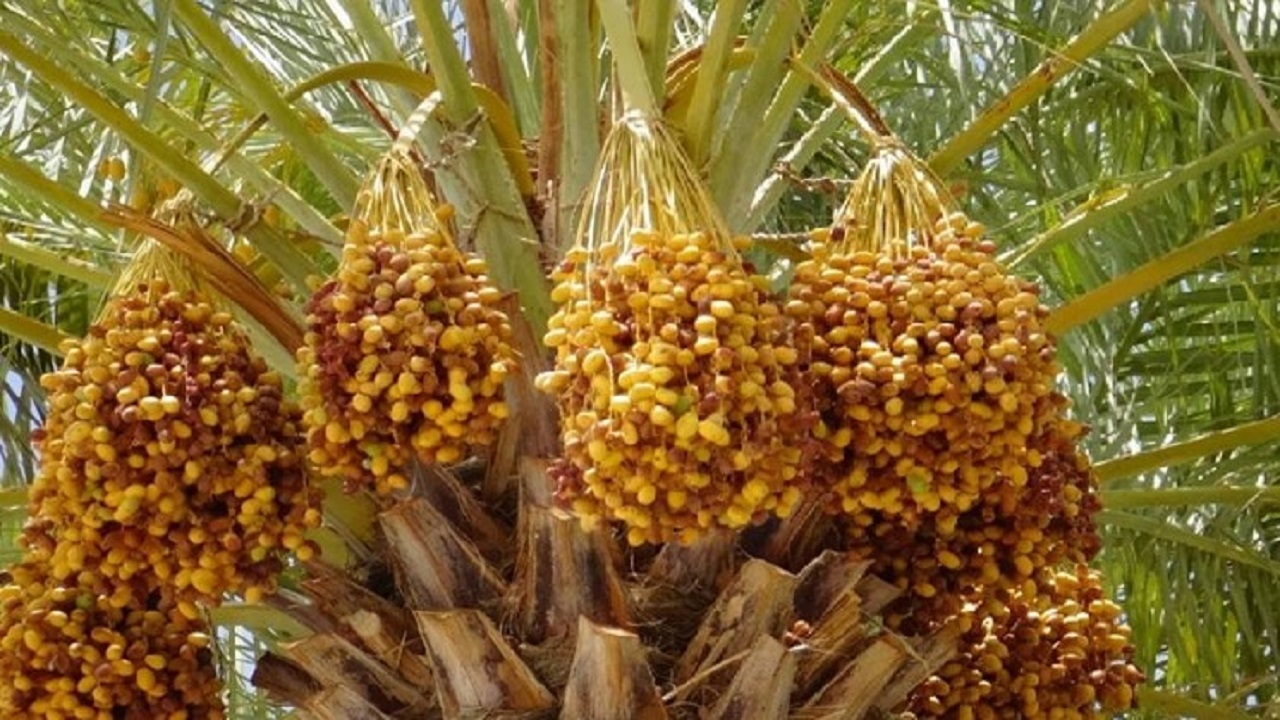 برداشت اولین خرمای پاییزی در بخش مرزی میرجاوه