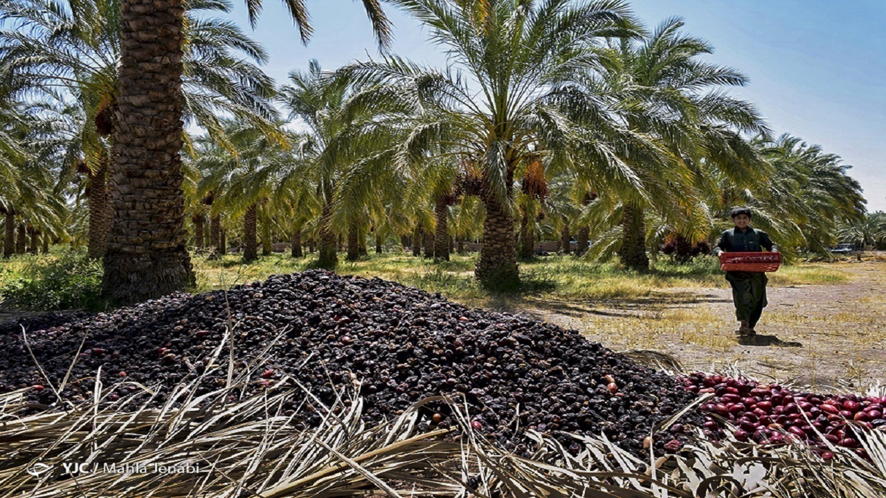 آفت خشکیدگی به نخلکاران لارستانی زیان زد