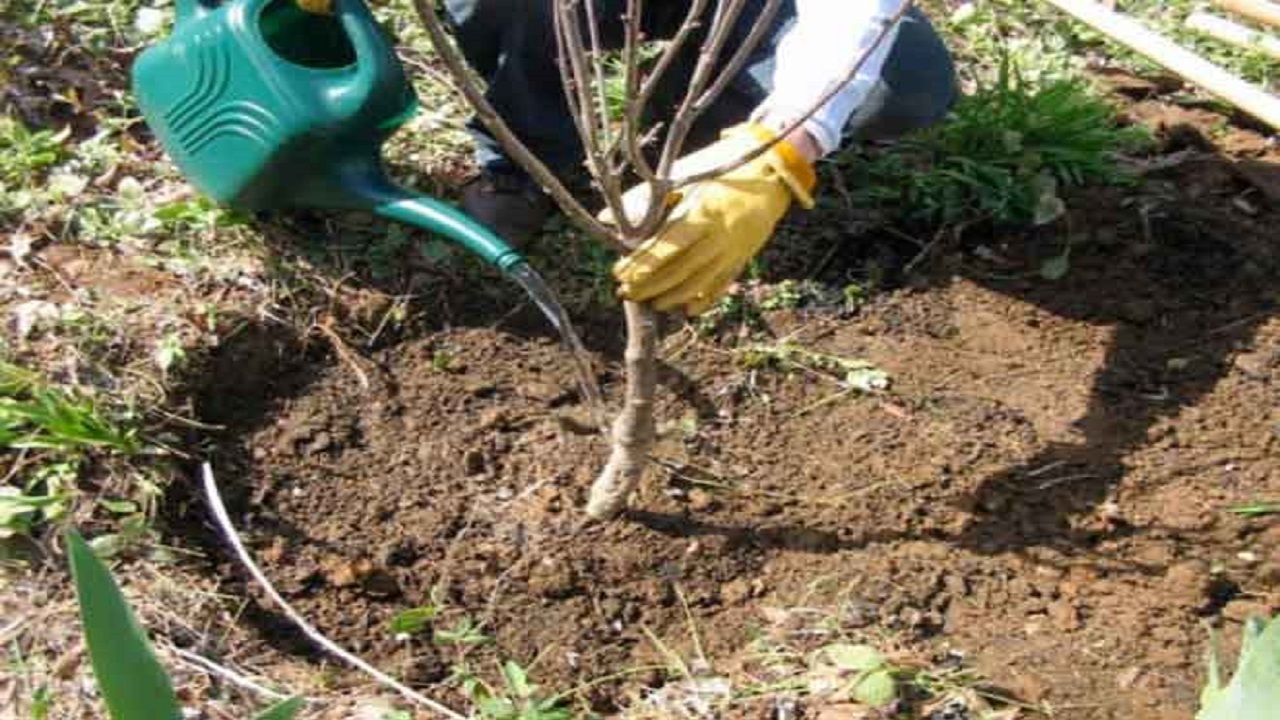 نهال های کوچک؛ قلب سبز زندگی/  کاشت ۲۳۶ هزار اصله نهال در خراسان جنوبی