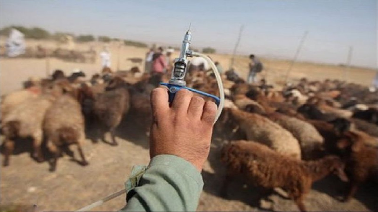 طاعون نشخوارکنندگان و اقدامات پیشگیرانه در استان مرکزی