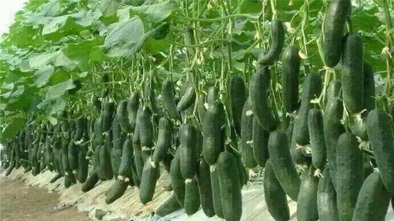 صدور پروانه کیفیت برای ۴ محصول کشاورزی استان سمنان