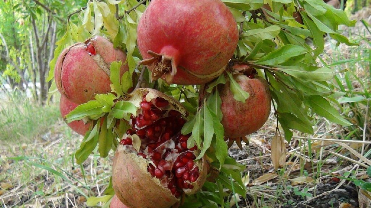 برداشت ۲۶۰۰ تن انار در راور